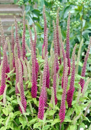 ДІБРОВНИК гірканський Purple Tails